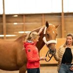 Equicoaching qu'est-ce que c'est et à quoi ça sert